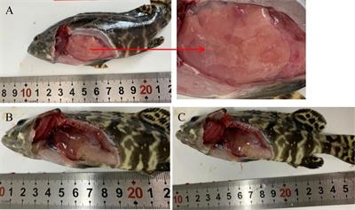 Gut–Liver Immune Response and Gut Microbiota Profiling Reveal the Pathogenic Mechanisms of Vibrio harveyi in Pearl Gentian Grouper (Epinephelus lanceolatus♂ × E. fuscoguttatus♀)